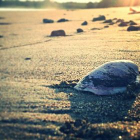 Sand and shell on the beach in Pedasi, Panama – Best Places In The World To Retire – International Living